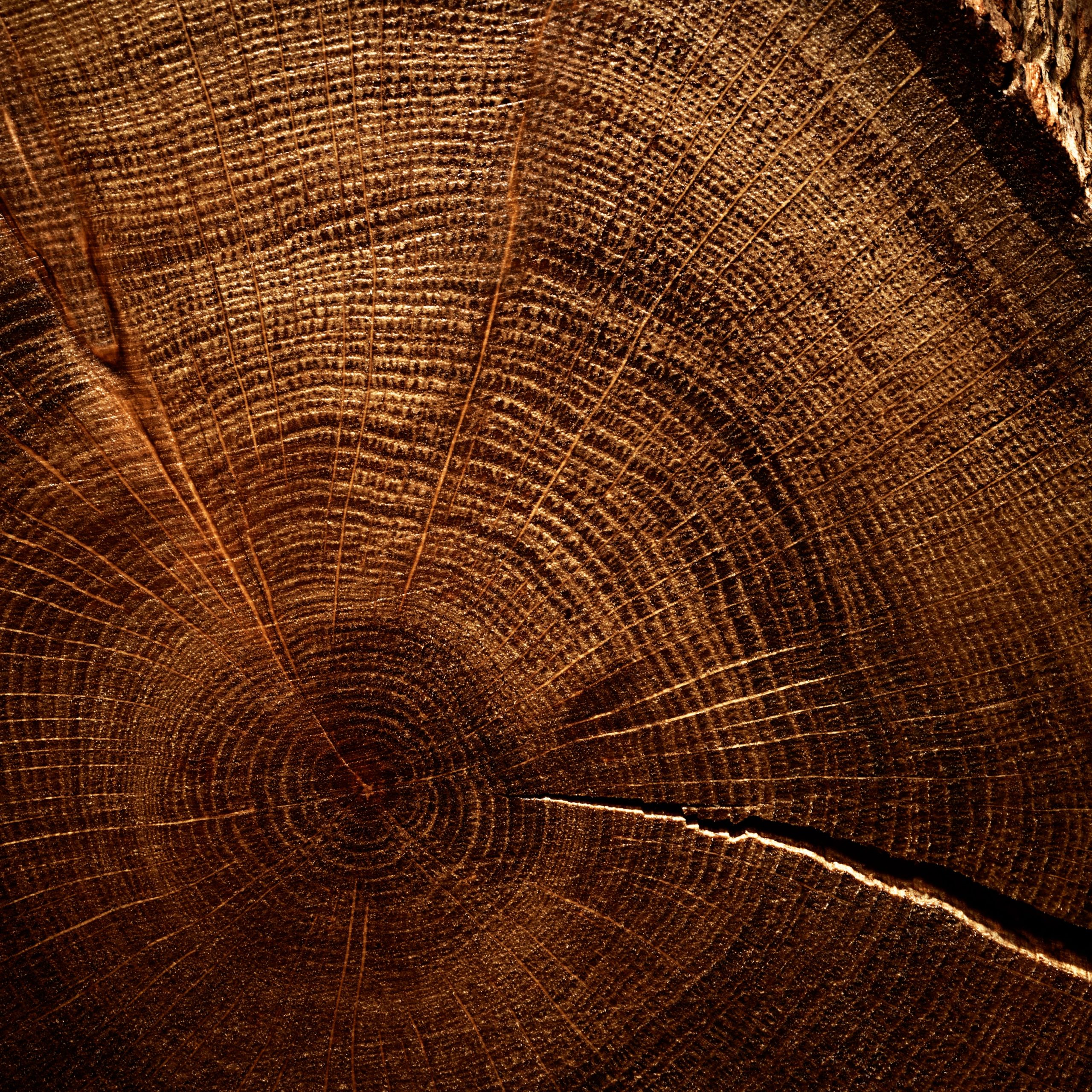 Aventus_2026_Campaign_Birch_Supporting_Visual_1x1_6eba0499-2a1b-4d28-8121-72a05ceb52ba.jpg